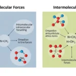 Difference Between Intramolecular and Intermolecular